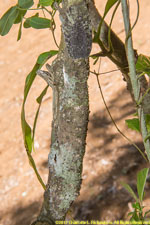 leaf-tailed gecko